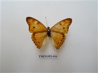 藏品(金鎧蛺蝶)的圖片